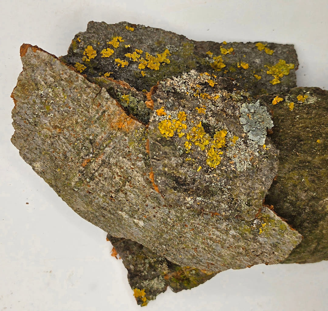 jagged piece of rough bark from a beech tree with some fuzzy growth on it which is green and orangy green known as lichen