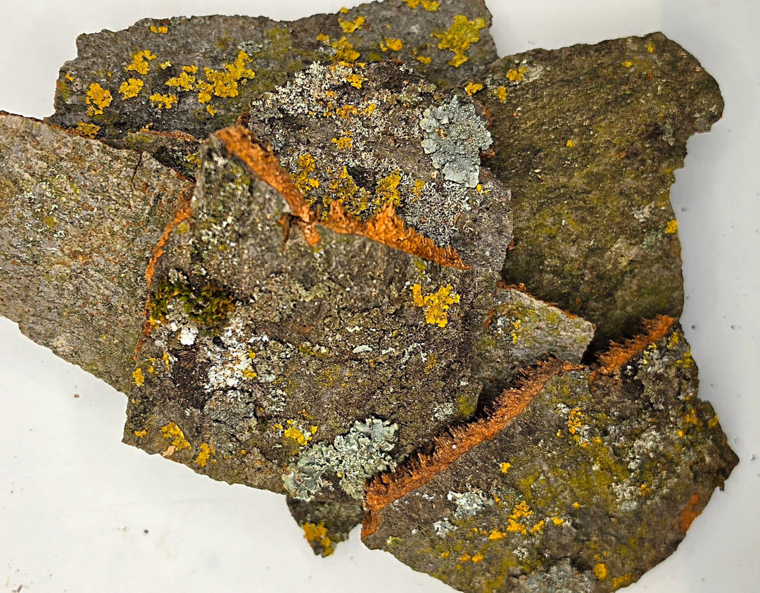 Close-up of lichen-covered rocks on a white background