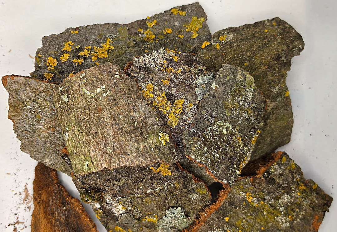 Close-up of lichen-covered bark on a white background