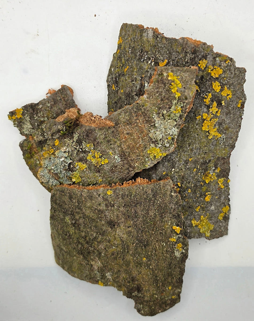 Several overlapping pieces of grey beech bark patched with yellow and pale green lichen, on a white background.