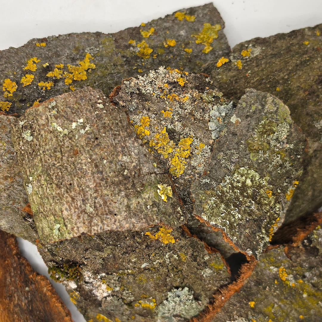 Rocky looking surface with lichen growth on a white background