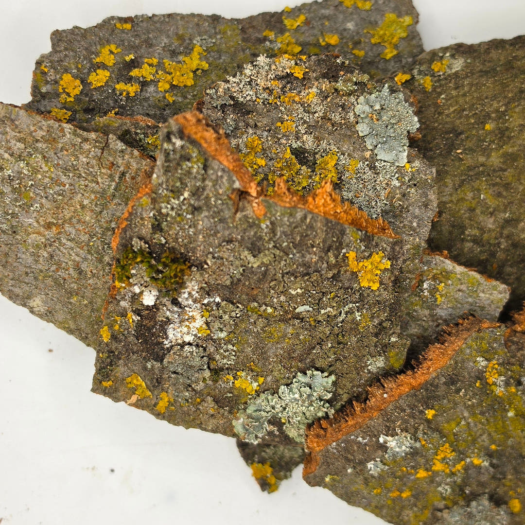 Close-up of lichen-covered bark on a white background