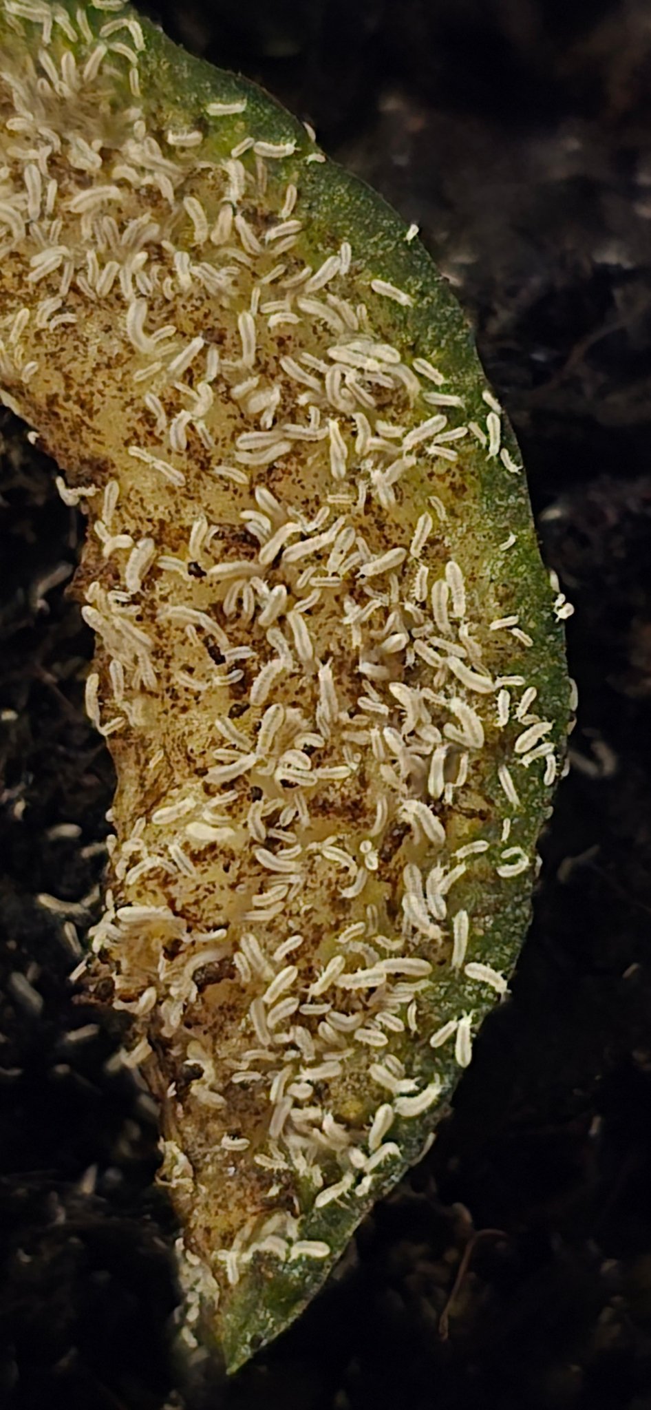 Snowflake springtails Onychiuridae sp - Isopods For Sale UK I PostPods