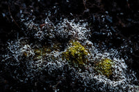 snowflake springtails