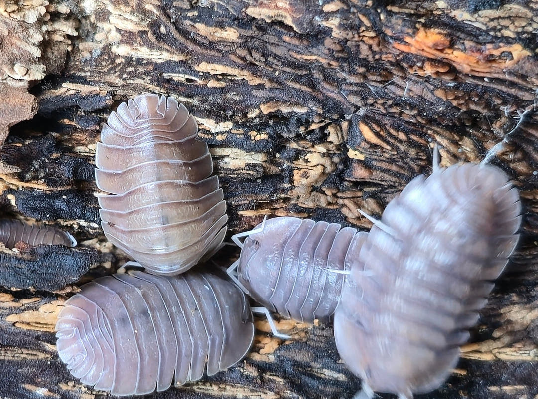 Soil Isopods (Cubaris/Troglodillo sp)