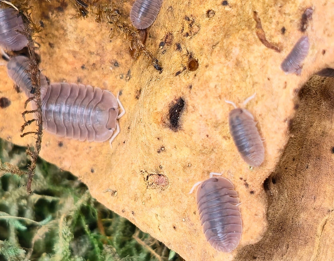Soil Isopods (Cubaris/Troglodillo sp)