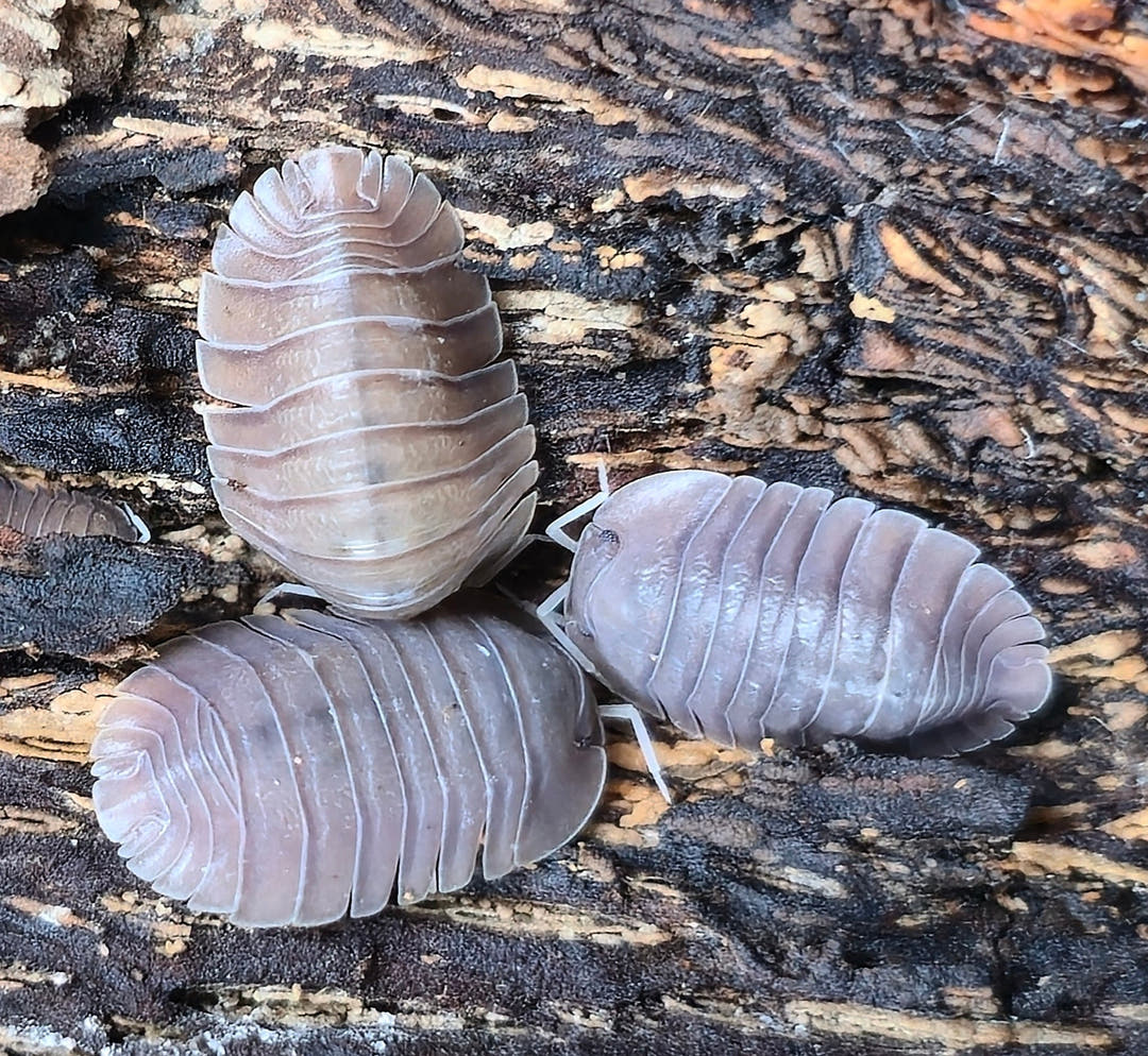 Soil Isopods (Cubaris/Troglodillo sp)