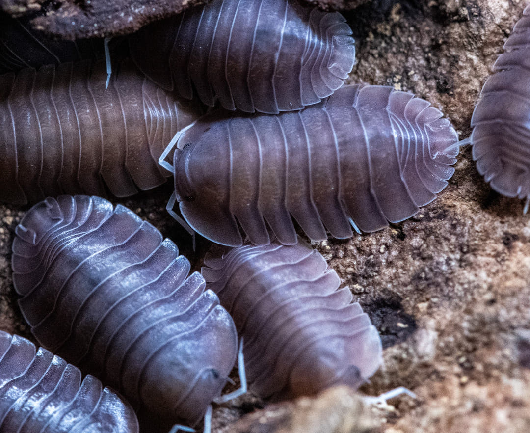 soil ispods together