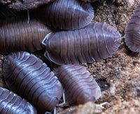 soil ispods together