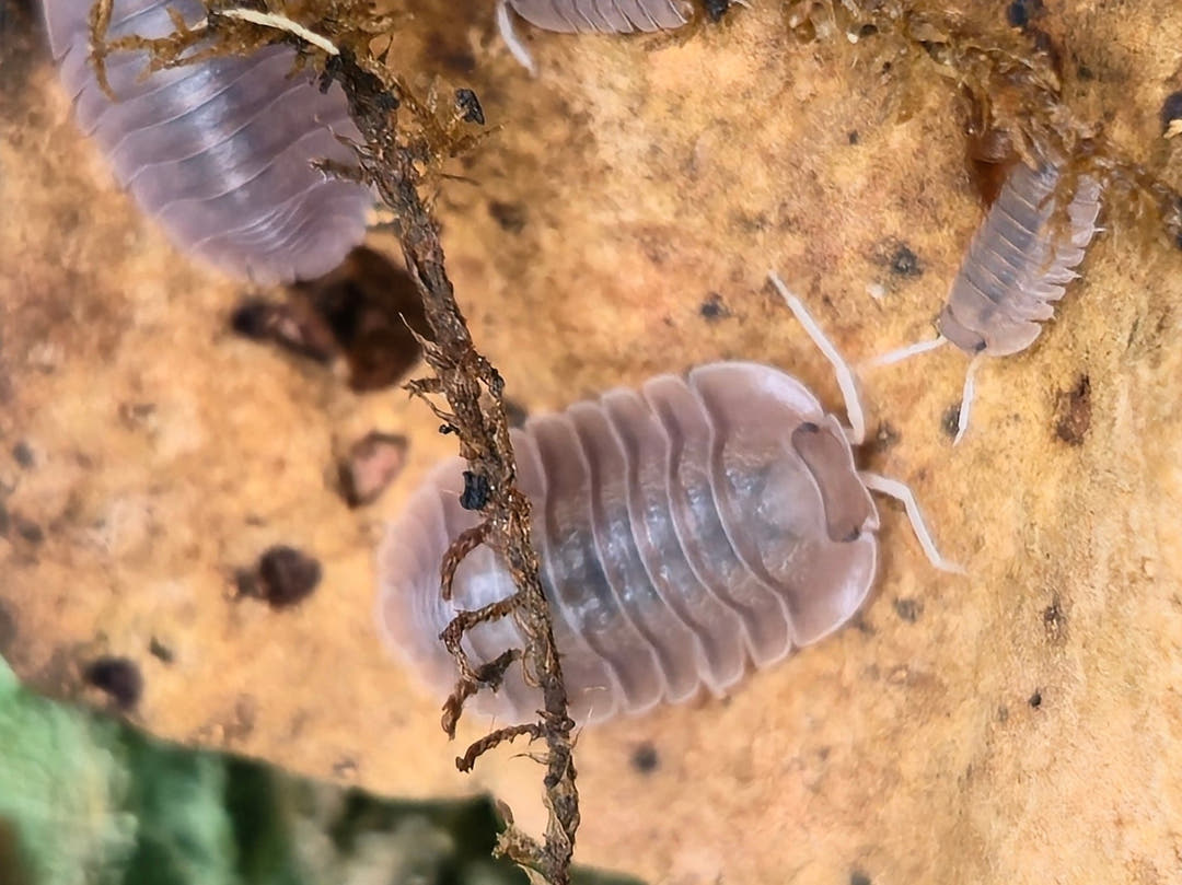 Soil Isopods (Cubaris/Troglodillo sp)