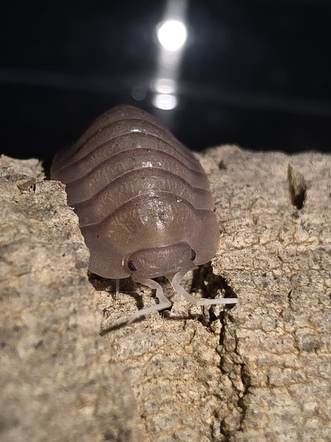 Soil Isopods (Cubaris/Troglodillo sp)