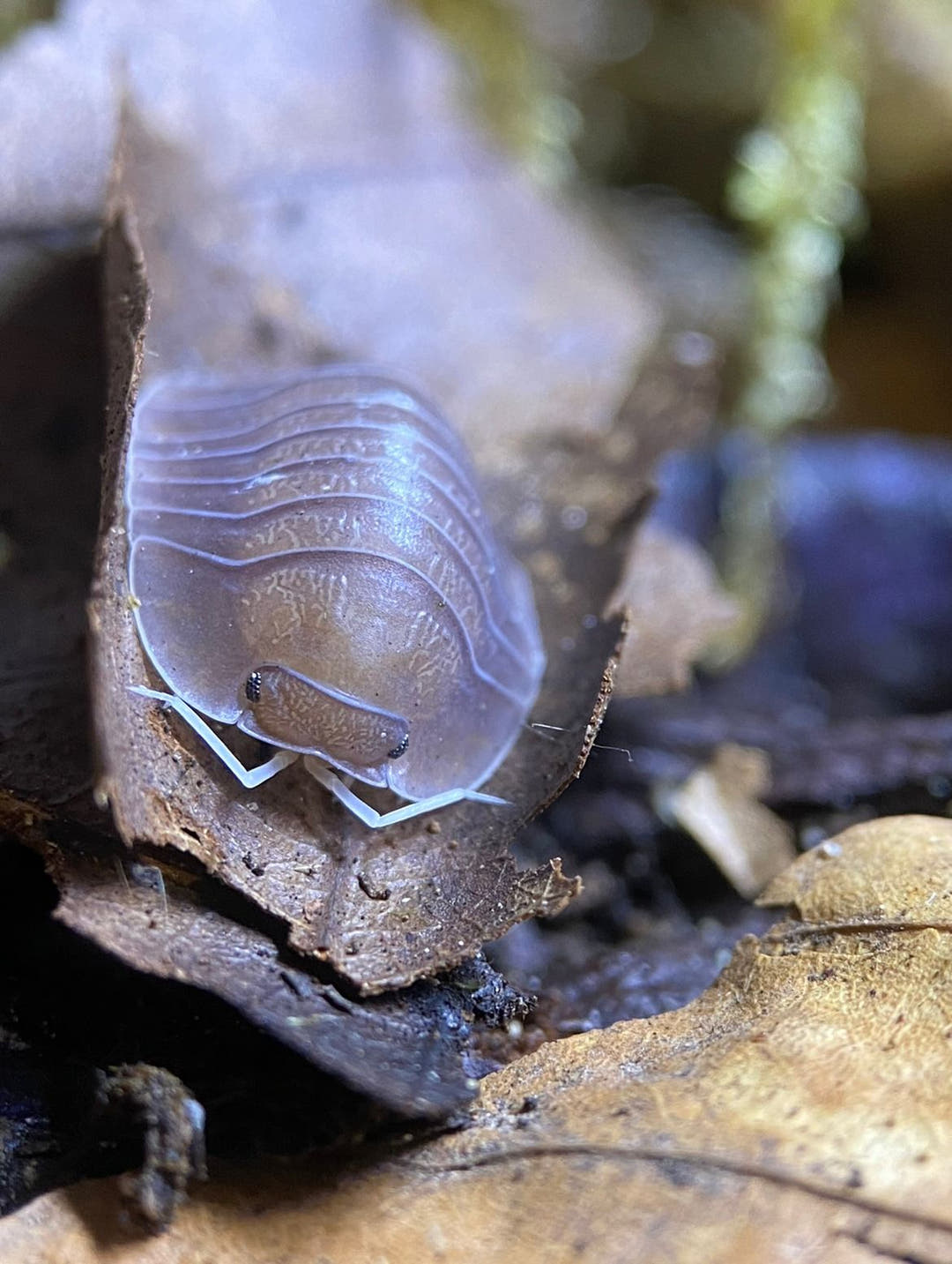 Soil Isopods (Cubaris/Troglodillo sp)