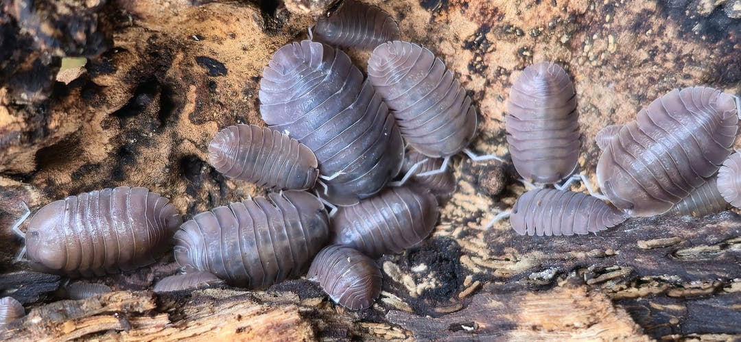 Soil Isopods (Cubaris/Troglodillo sp)