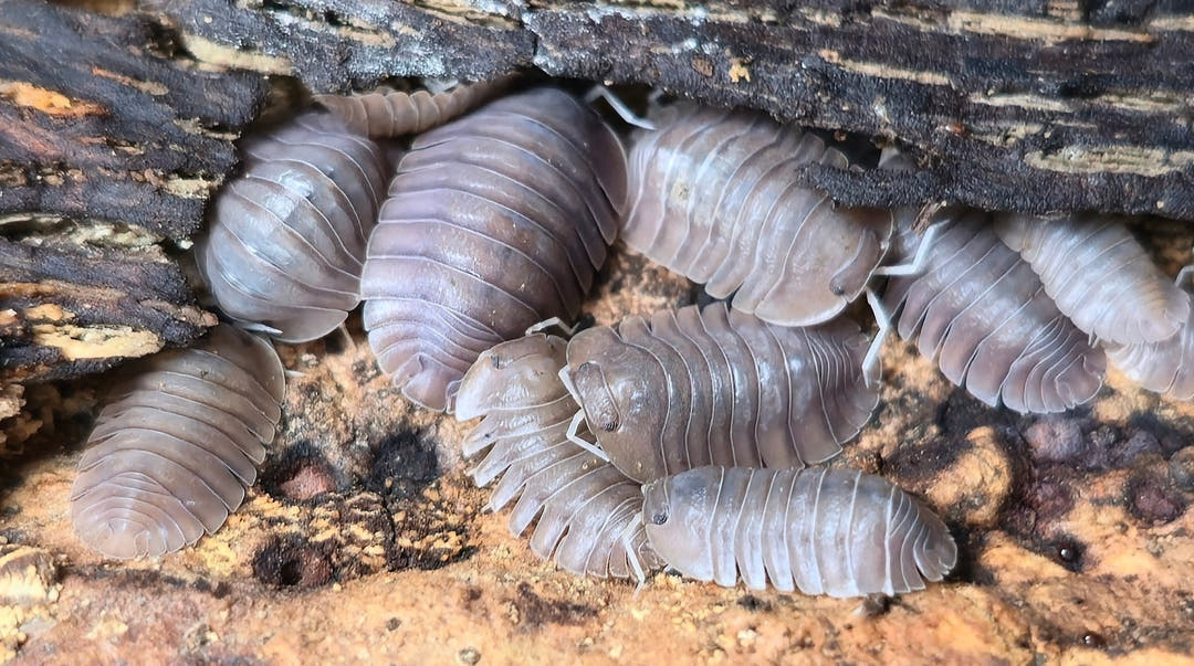 Soil Isopods (Cubaris/Troglodillo sp)