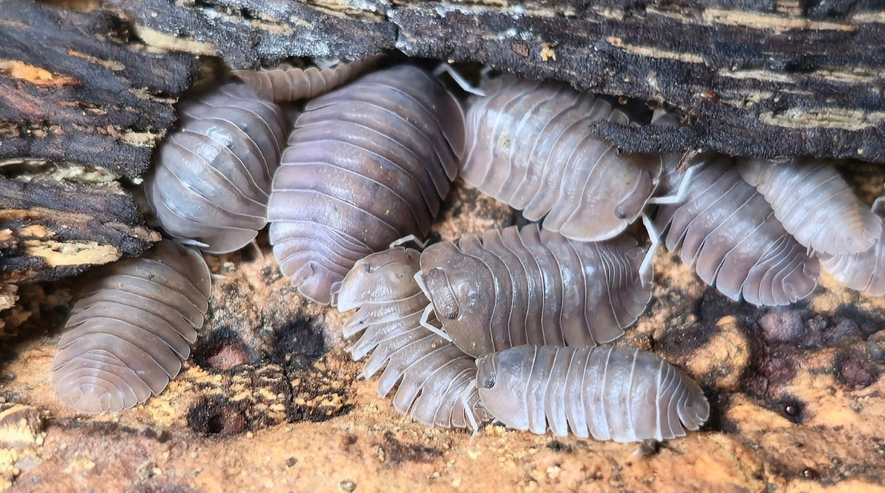 Soil Isopods (Cubaris/Troglodillo sp) - Isopods For Sale UK I PostPods