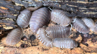 Soil Isopods (Cubaris/Troglodillo sp) - Isopods For Sale UK I PostPods