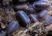 soil isopods