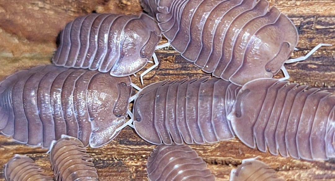 soil isopods for sale