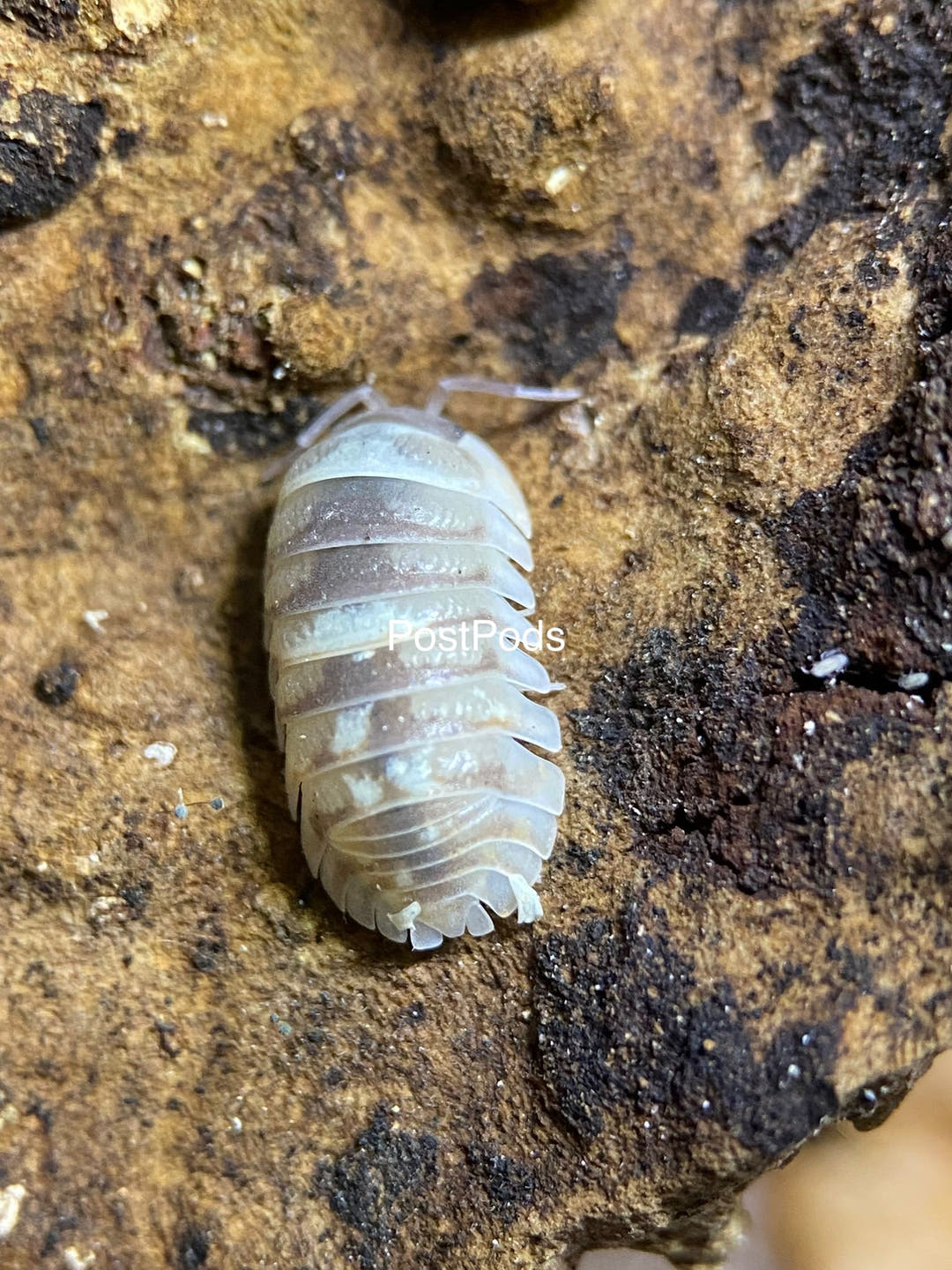 Armadillidium Marbleized