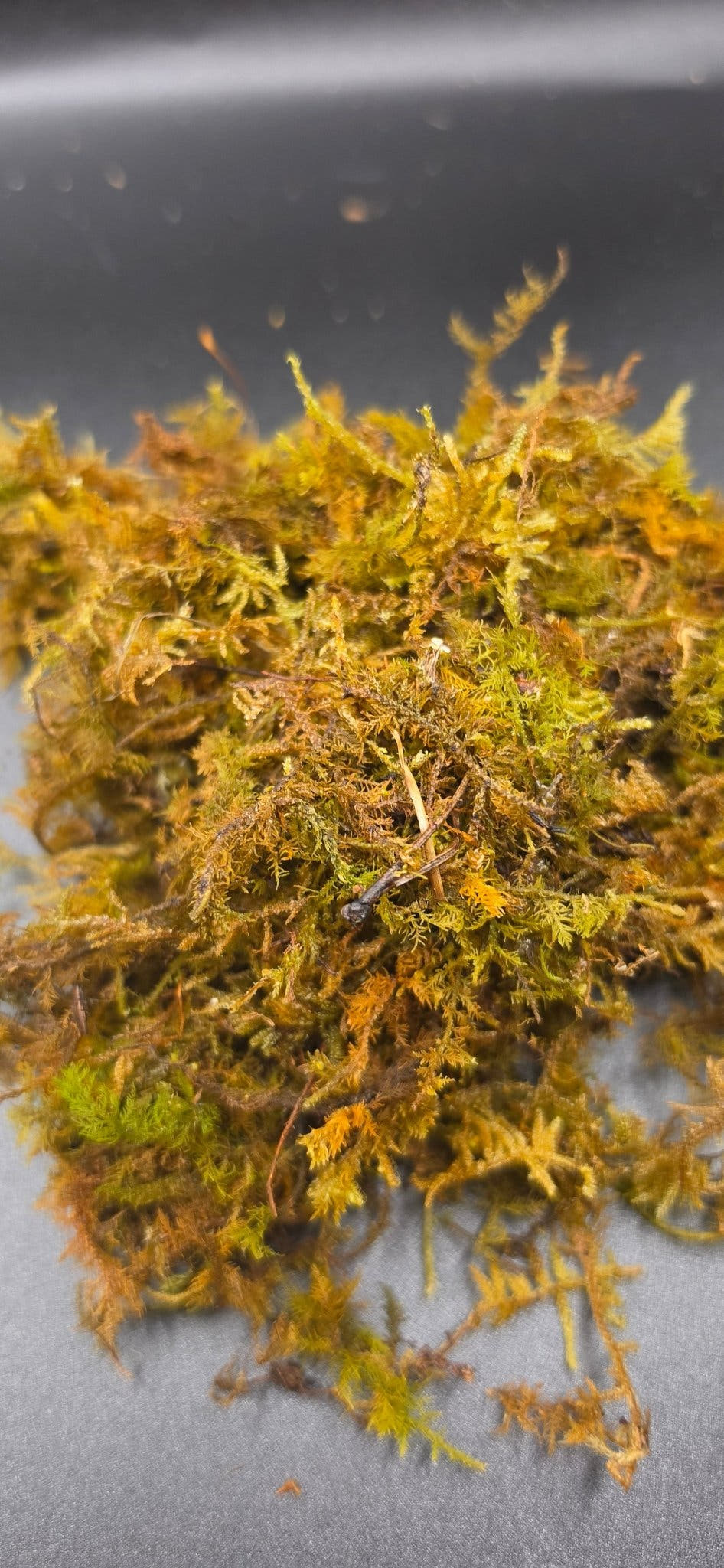A damp mound of sphagnum moss, its feathery strands green and rust orange, on a plain grey surface.