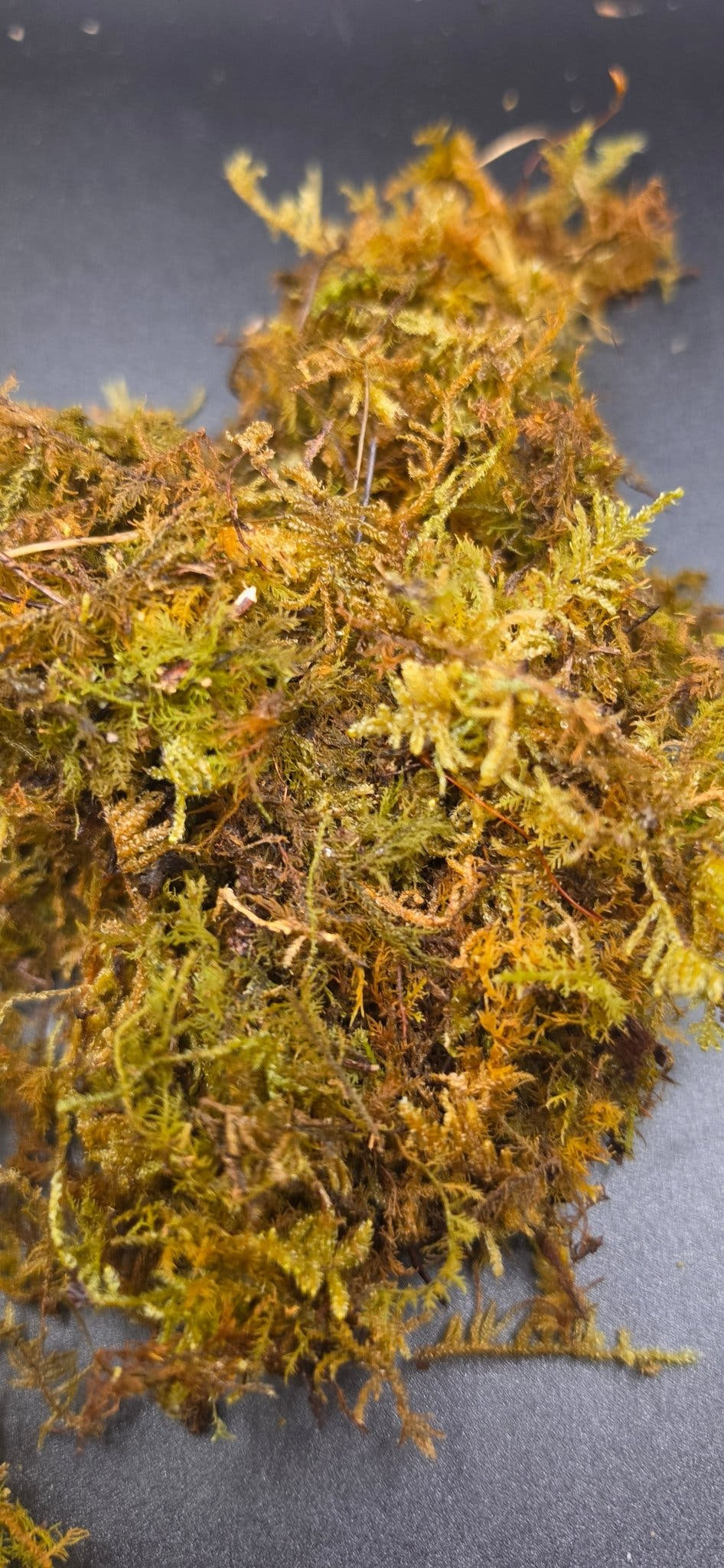 Sphagnum moss spread in a loose layer across a grey surface, strands shading from green to rust orange.