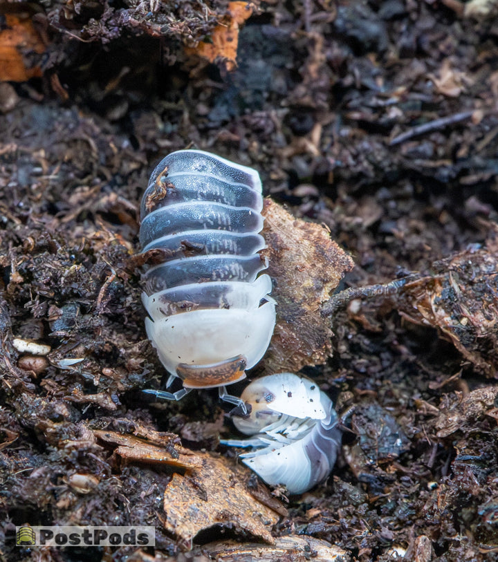Two Castle Black isopods on dark substrate, the larger showing white-edged blue-black bands, the smaller and paler one curling into a ball