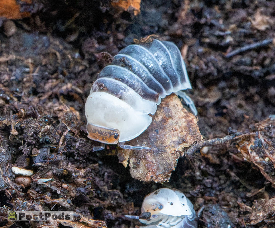 Castle Black isopod on a piece of rotting wood, its glossy blue-black bands edged in white behind a pearl-white front and amber head