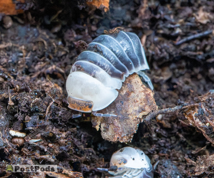 Castle Black isopod on a piece of rotting wood, its glossy blue-black bands edged in white behind a pearl-white front and amber head