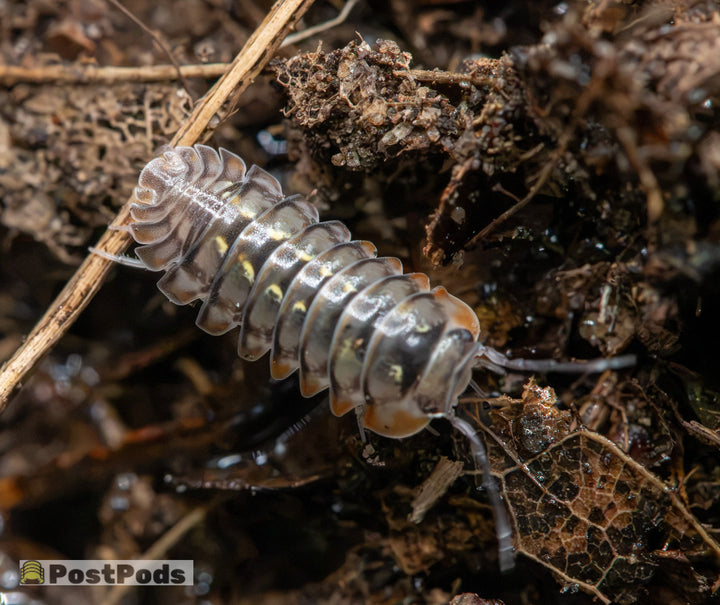 isopod with grey antenna, orange flared side skirts and a body which is a mix of colours almost like petrol ontop of water