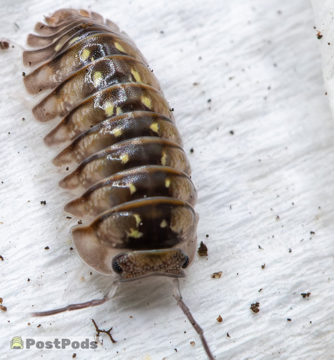A close-up of a live woodlouse (isopod) on a white textured paper surface with small scattered dirt specks. A &