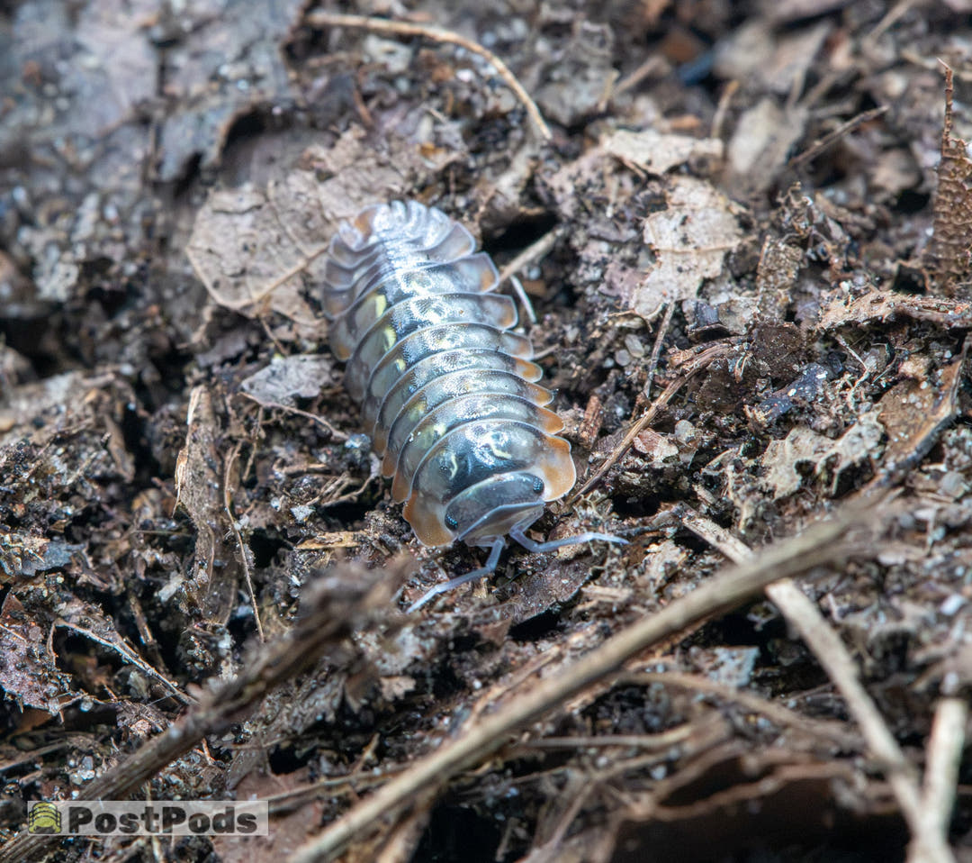 A close-up photo of an isopod on dark soil and dried leaves, with a small 'PostPods' watermark in the bottom-left corner.