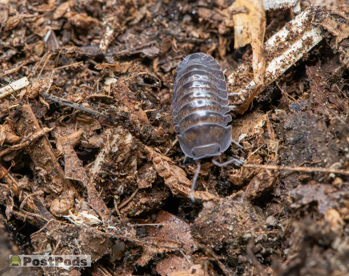 A close-up photograph of a isopod on a bed of brown wood chips and soil, with a &