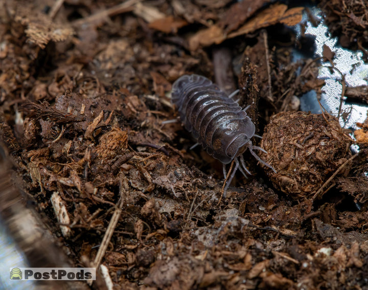 black spherillo isopod resembling a cubaris almost on dark brown substrate