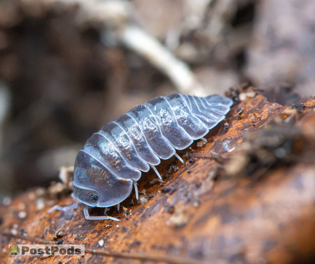 A close-up photograph of a gray woodlouse (isopod) crawling on a piece of brown wood in a natural, blurry forest setting. A 'PostPods' watermark is visible in the bottom-left corner.