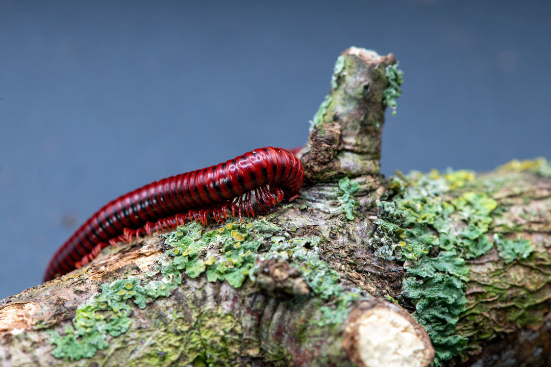 A Spotted Fire millipede crawling along a lichen-crusted branch against a grey background, body deep red with black spots.