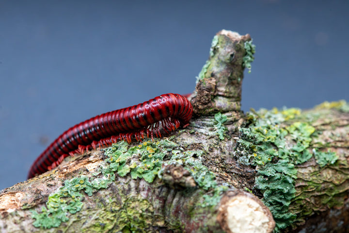 A close-up photograph of a bright red millipede crawling on a mossy/lichen filled tree branch against a dark blue-gray background.
