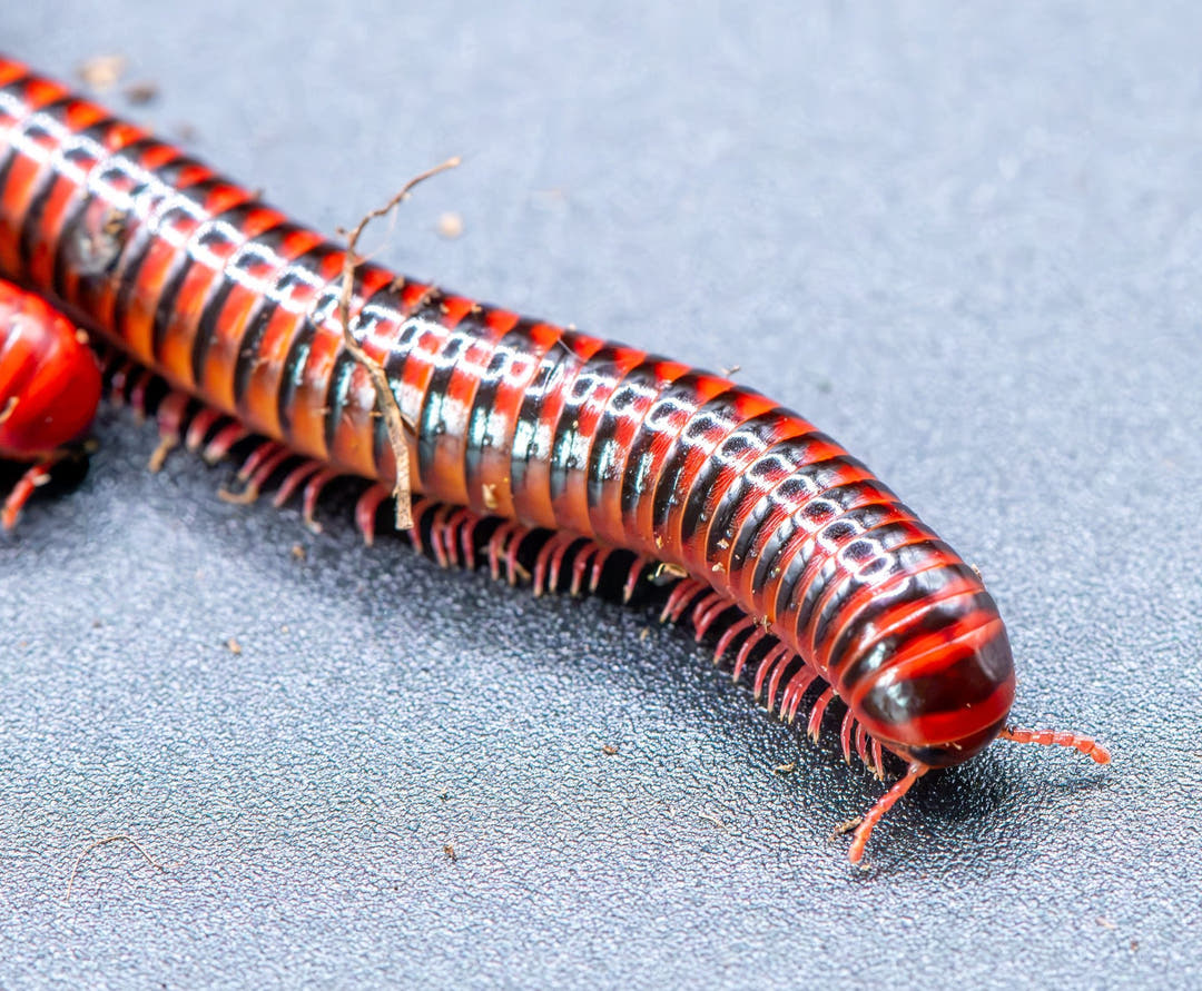 red and black banded millipede with red legs on a black surgace