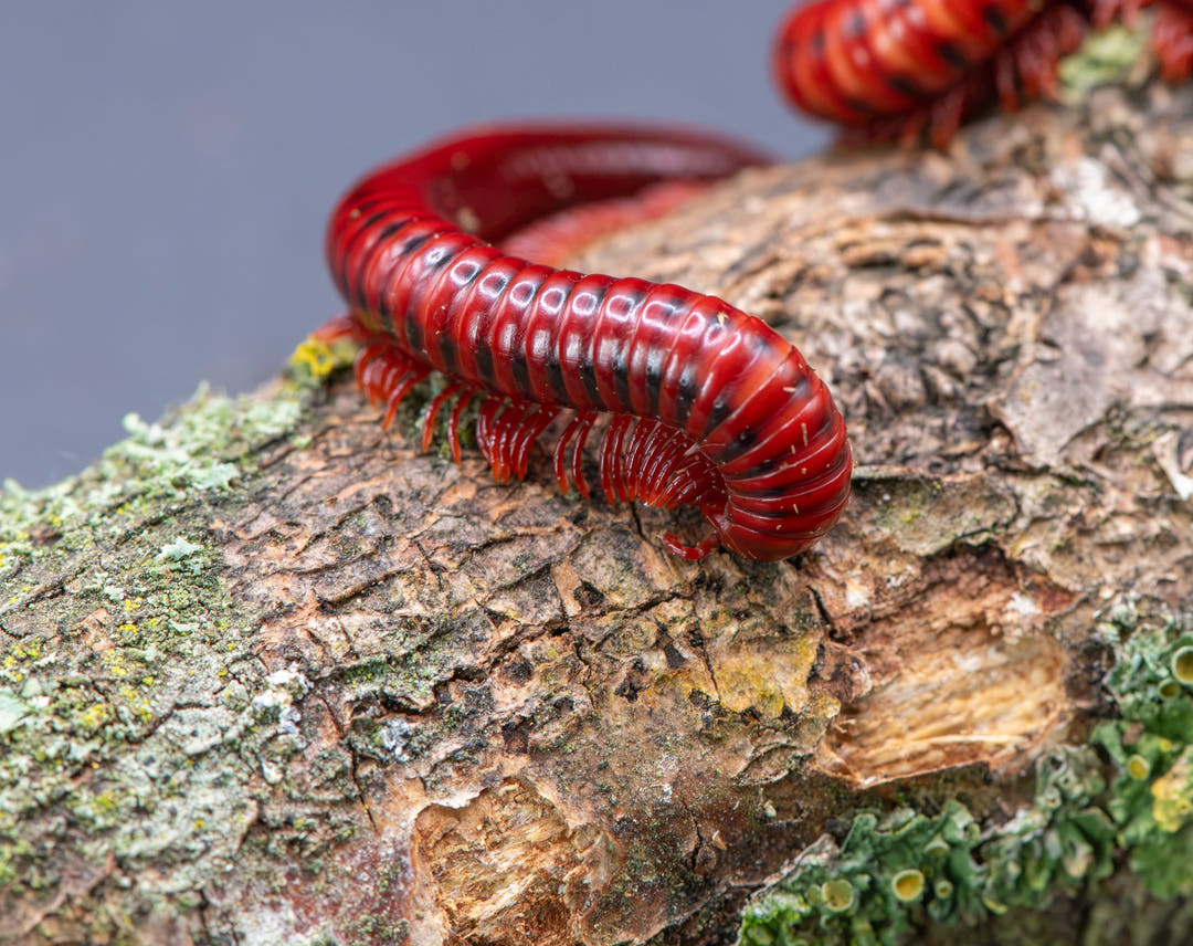 A Spotted Fire millipede crossing lichen-covered bark, deep glossy red with black side spots, a second millipede behind it.