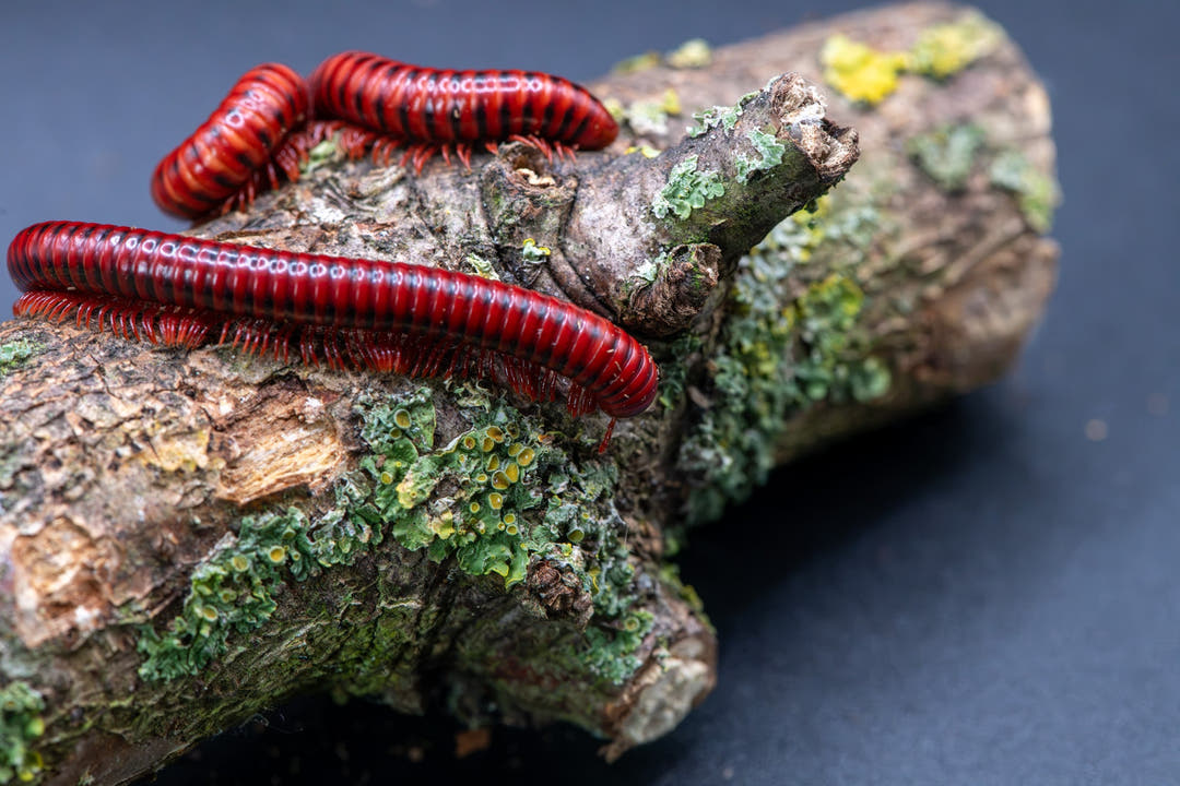Two bright red millipedes with black bands crawling on a mossy log against a dark background.