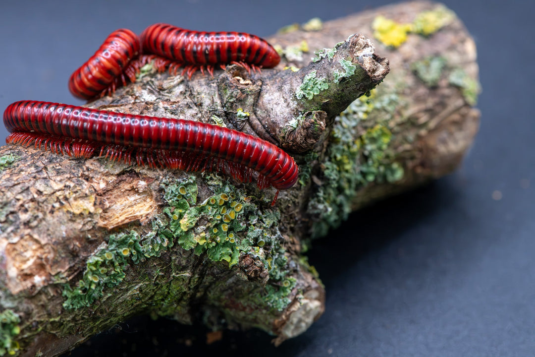 Two bright red millipedes with black bands crawling on a mossy log against a dark background.