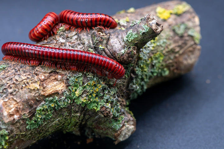 Two bright red millipedes with black bands crawling on a mossy log against a dark background.