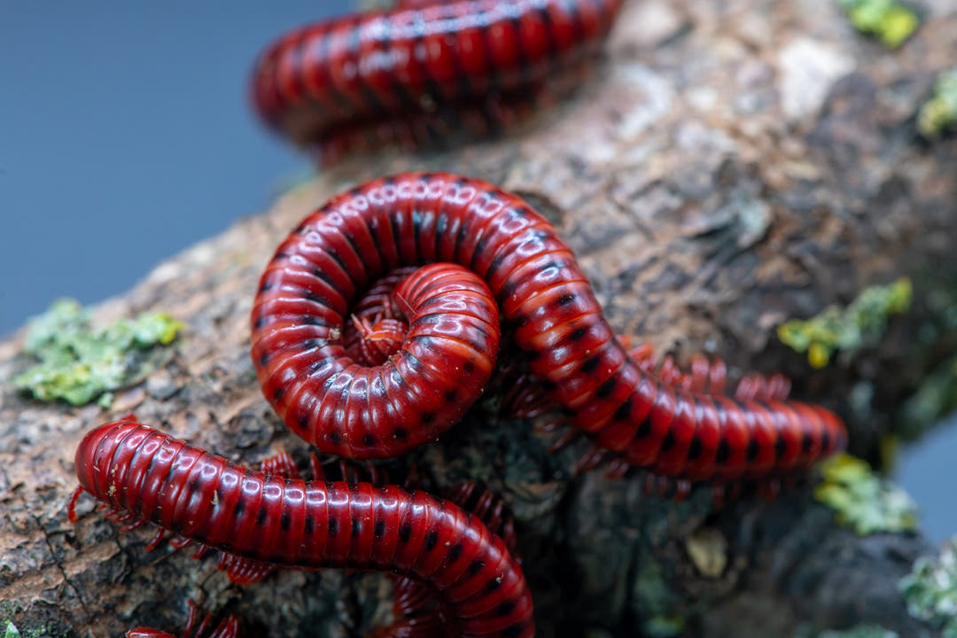 Several Spotted Fire millipedes on lichen-covered bark, one coiled tight in the centre, all deep red with black side spots.