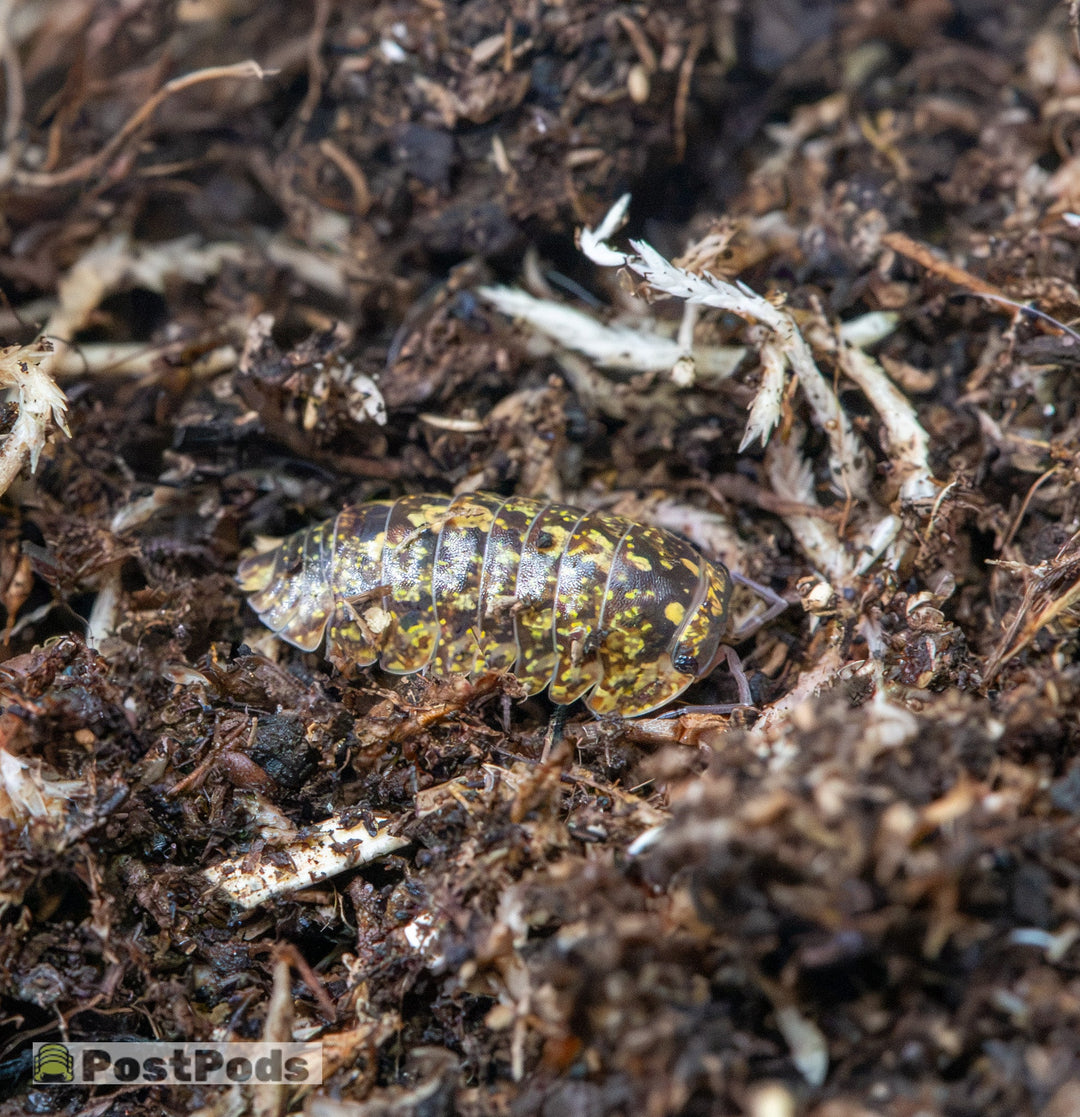 A Starsky isopod (Dryadillo sp.) close up, its near-black shell flecked all over with warm gold speckling and a faint pearl sheen across the mid-body plates.