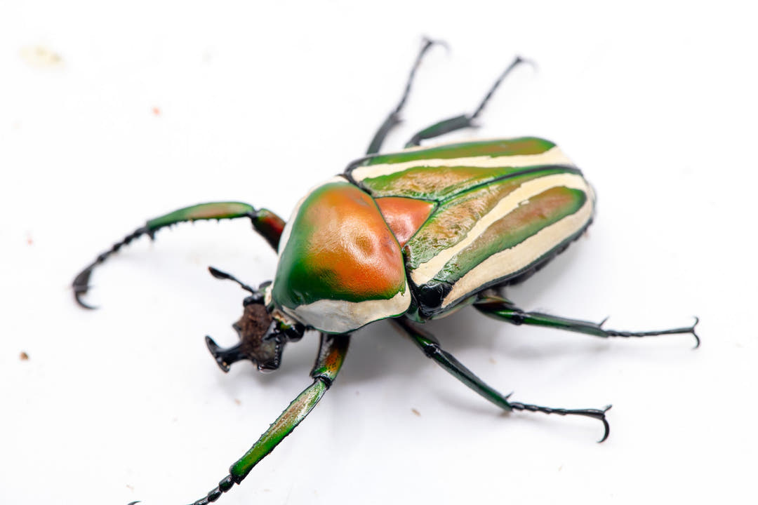 green white and orange flower beetle