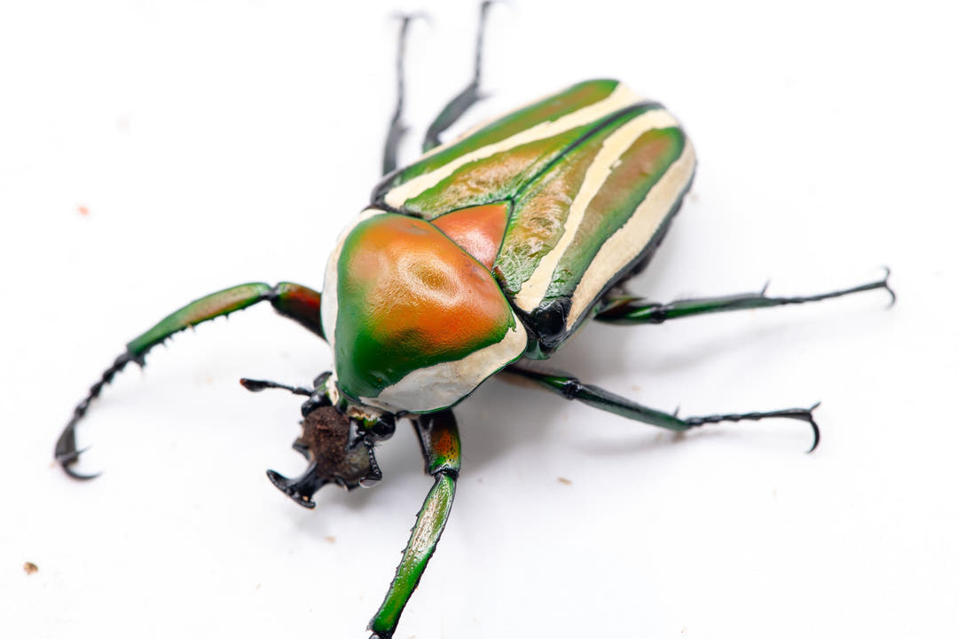 Stripy Flower Beetle with green wing cases striped in cream, an orange and green head shield, on a plain white background.