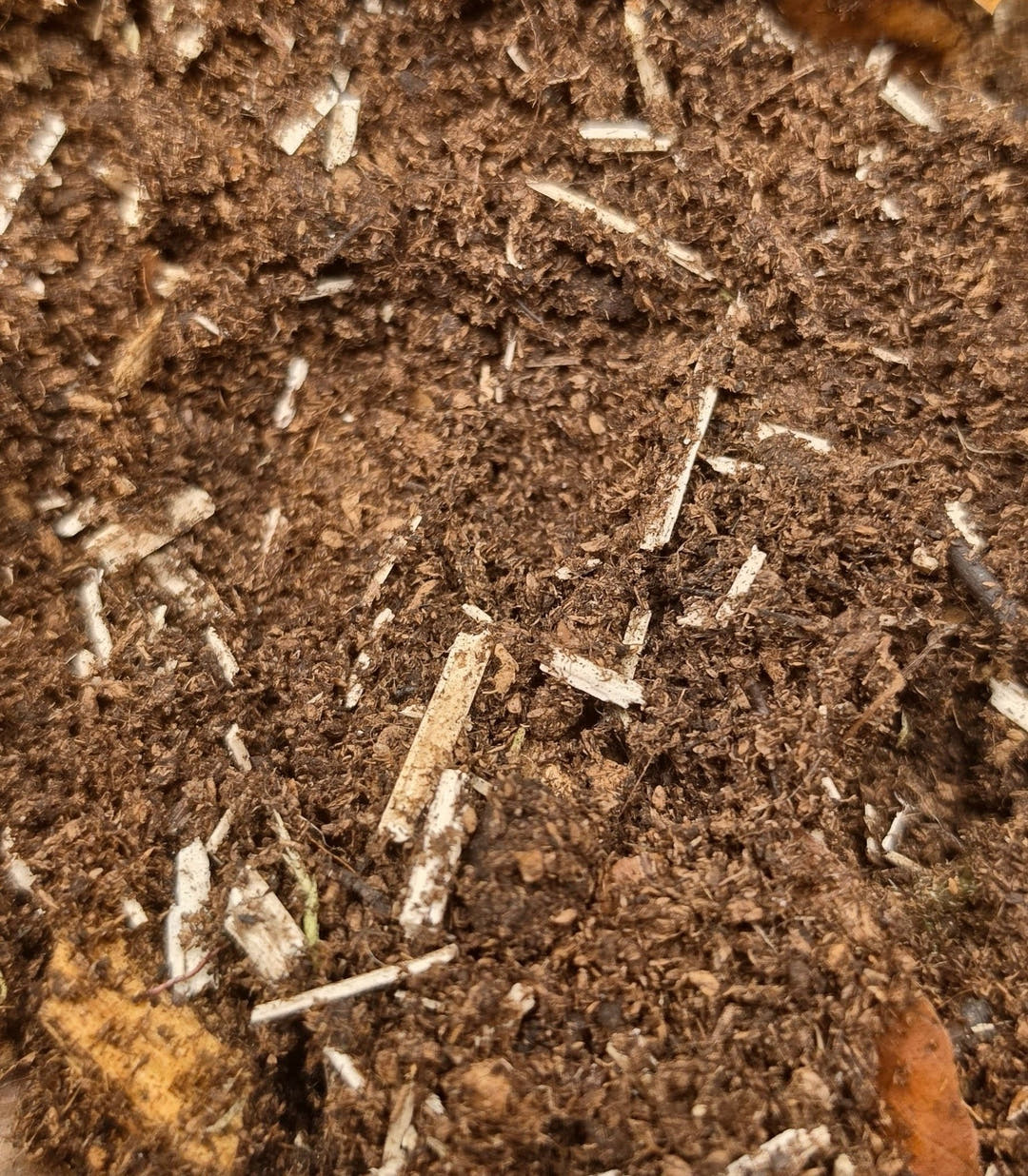Substrate for Invertebrates for Sale UK