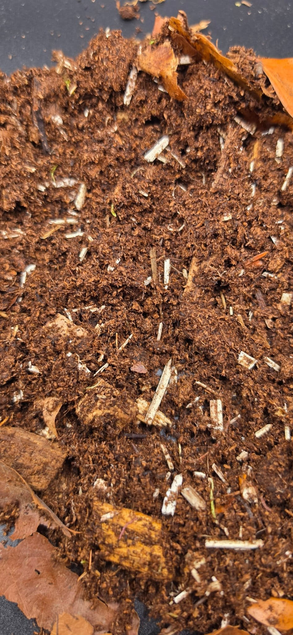 Substrate for Invertebrates for Sale UK