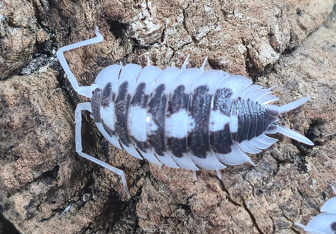 Succinctus Black Rib Isopods (Porcellio)