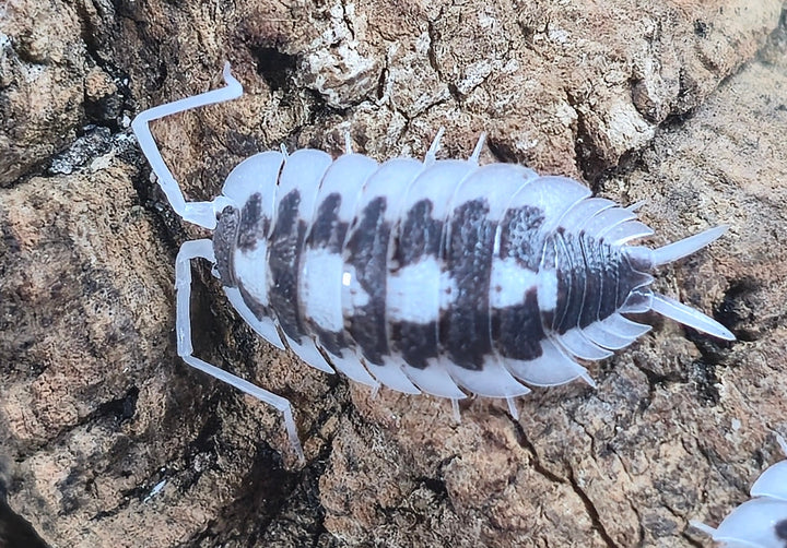 Succinctus Black Rib Isopods (Porcellio) - Isopods For Sale UK I PostPods