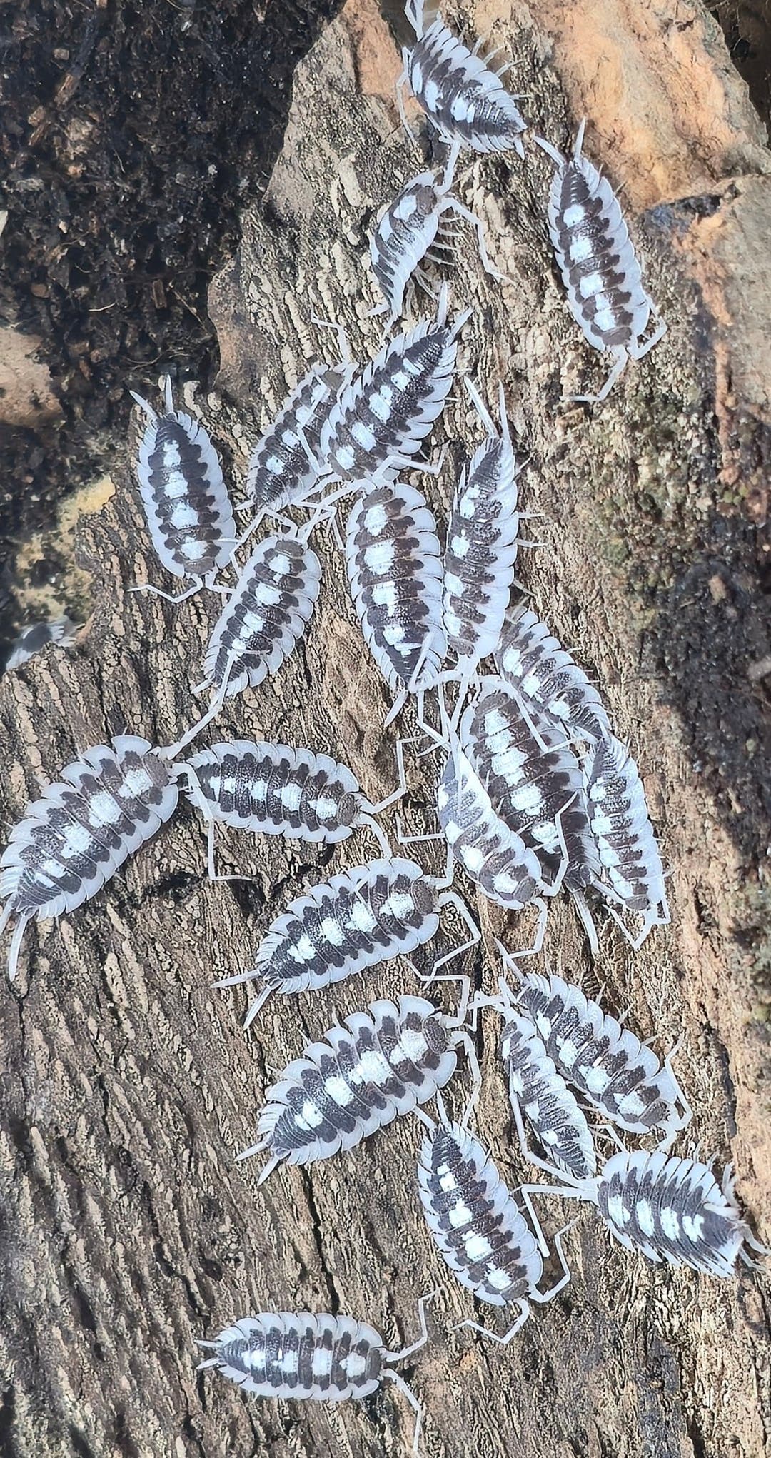 Succinctus Black Rib Isopods (Porcellio)